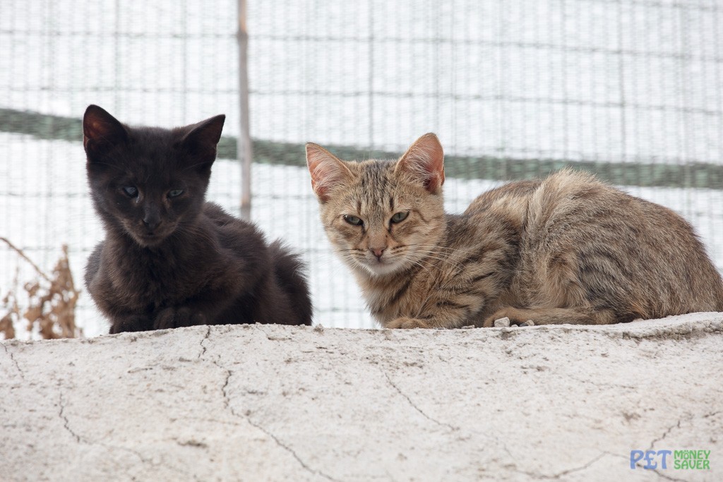 Two young cats sit and watch from a wall