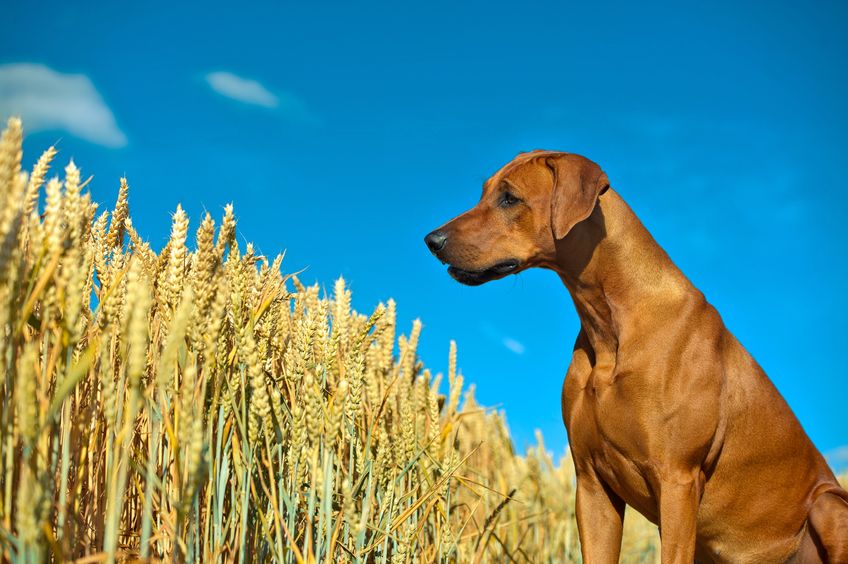 is grain free bad for dogs