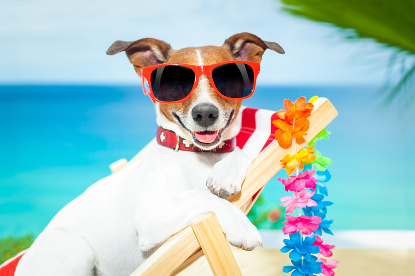 can you take dogs abroad on holiday